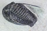 Bargain, Cornuproetus Trilobite Fossil - Morocco #105972-4